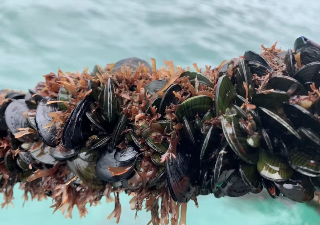 Ōhiwa Mussel Comeback